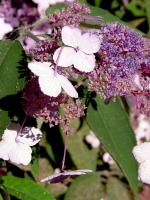 Hortensia rugueux de Sargent