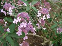 Hortensia rugueux de Sargent