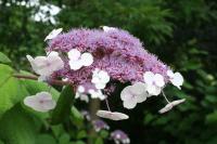 Hortensia rugueux de Sargent