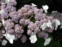 Hortensia rugueux de Sargent