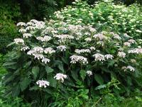 Hortensia rugueux de Sargent