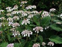 Hortensia rugueux de Sargent