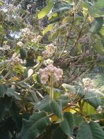 Hortensia rugueux de Sargent