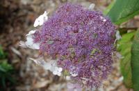 Hortensia rugueux de Sargent