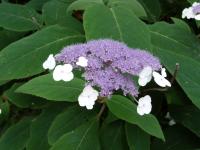 Hortensia rugueux de Sargent