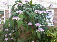 Hortensia rugueux de Sargent