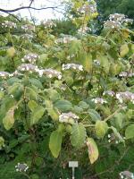 Hortensia rugueux de Sargent