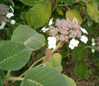 Hortensia rugueux de Sargent