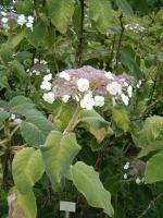 Hortensia rugueux de Sargent