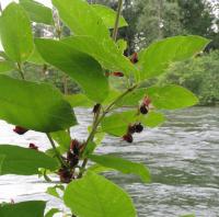 Chèvrefeuille involucré