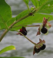 Chèvrefeuille involucré