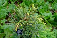 Mahonia à feuilles de houx