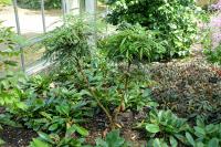 Mahonia à feuilles de houx