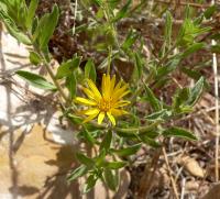 Aster jaune