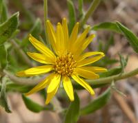 Aster jaune