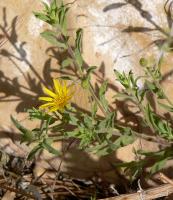 Aster jaune