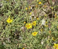 Aster jaune