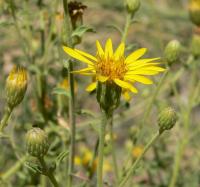 Aster jaune