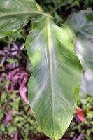 Philodendron anisotomum