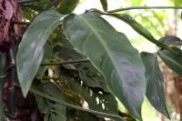 Philodendron anisotomum