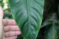 Philodendron anisotomum