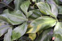 Philodendron anisotomum