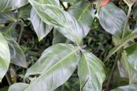 Philodendron anisotomum