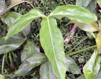 Philodendron anisotomum