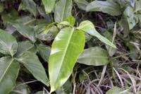 Philodendron anisotomum