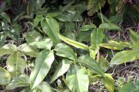 Philodendron anisotomum