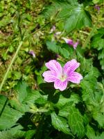 Géranium oxonianum