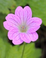 Géranium oxonianum