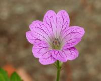 Géranium oxonianum