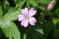 Géranium oxonianum