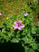 Géranium oxonianum