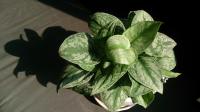 Pothos tacheté