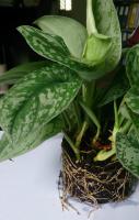 Pothos tacheté