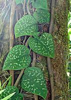 Pothos tacheté