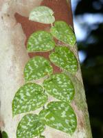 Pothos tacheté