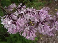 Lilas de Chine