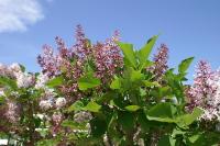 Lilas de Chine