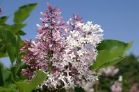 Lilas de Chine