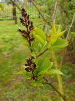 Lilas de Chine