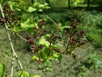 Lilas de Chine