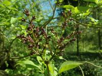 Lilas de Chine