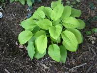 Hosta fortunei