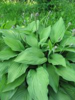 Hosta fortunei