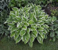 Hosta fortunei