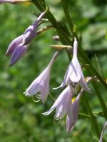 Hosta fortunei