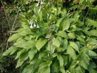 Hosta fortunei